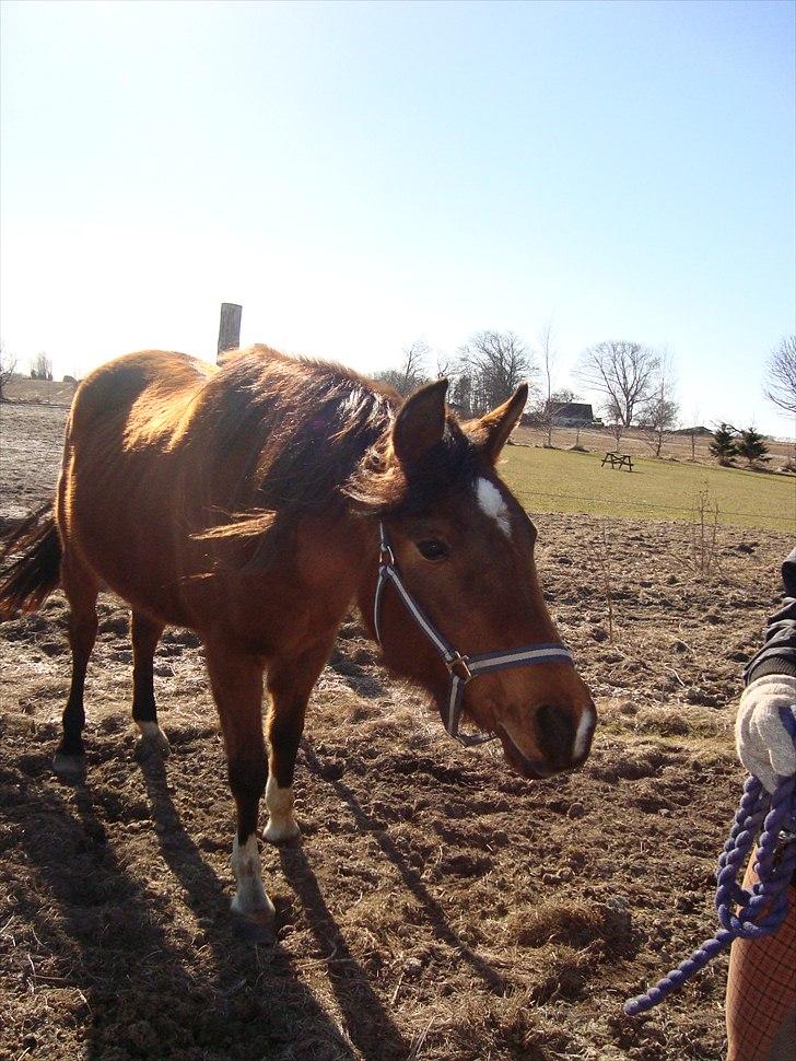 Arabisk fuldblod (OX) Aminhe billede 12