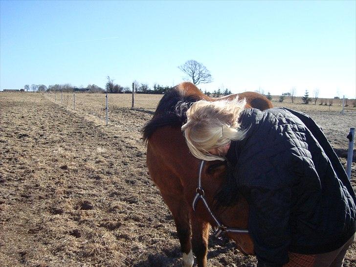 Arabisk fuldblod (OX) Aminhe billede 13