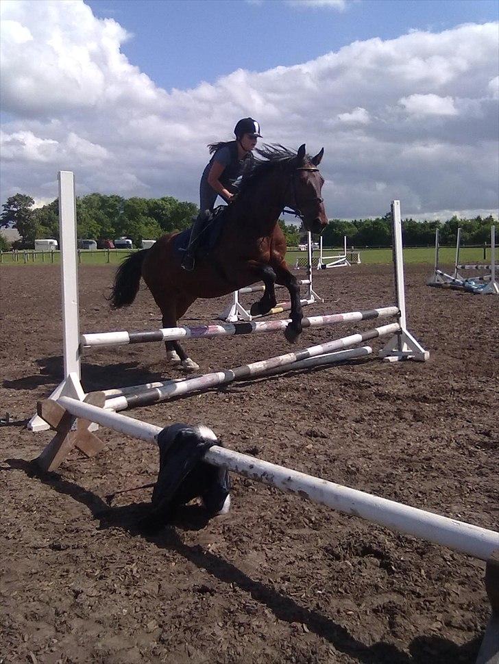 Anden særlig race Øko. billede 5