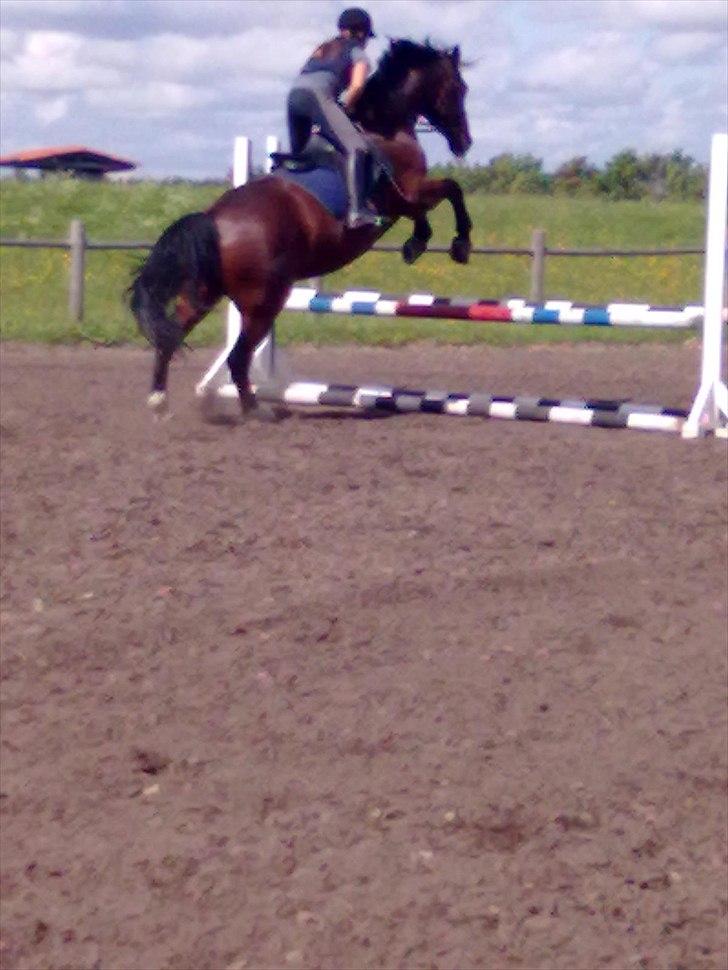 Anden særlig race Øko. billede 6