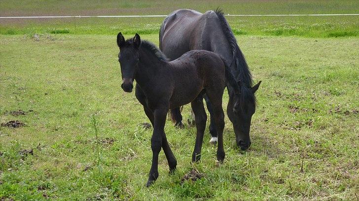Oldenborg Bjerregravs Bogart *solgt* - 4 uger billede 3