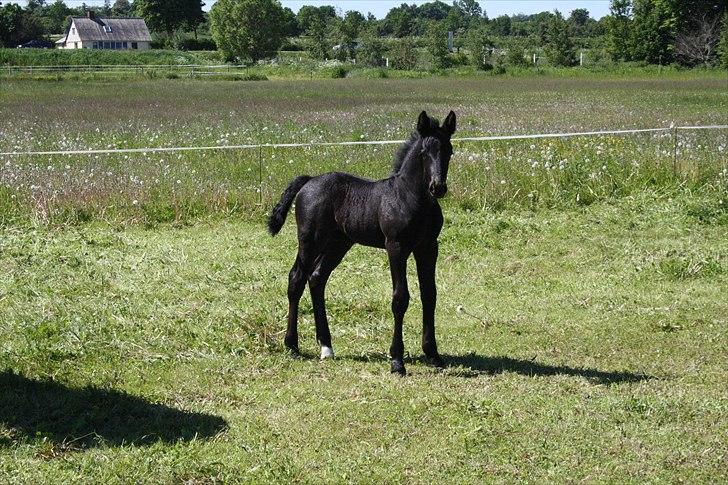 Oldenborg Bjerregravs Bogart *solgt* - 14 dage gammel billede 4