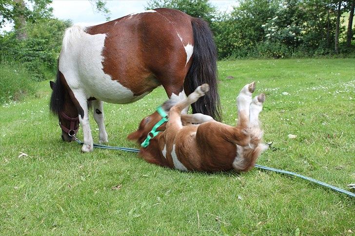Miniature Annasmindes Adonis - rulle rulle, jeg kan næsten  billede 9