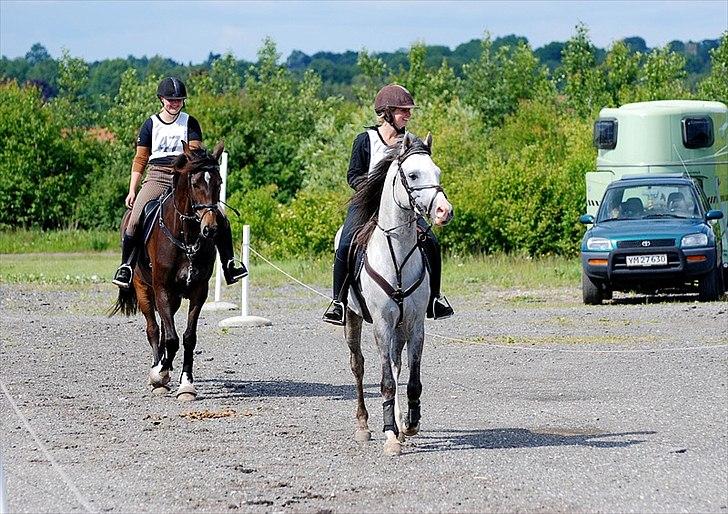 Arabisk fuldblod (OX) TIL MINDE om Gaudeamus - d. 19 Juni 2011. Vores første distance stævne med Maddie og Renee. billede 27