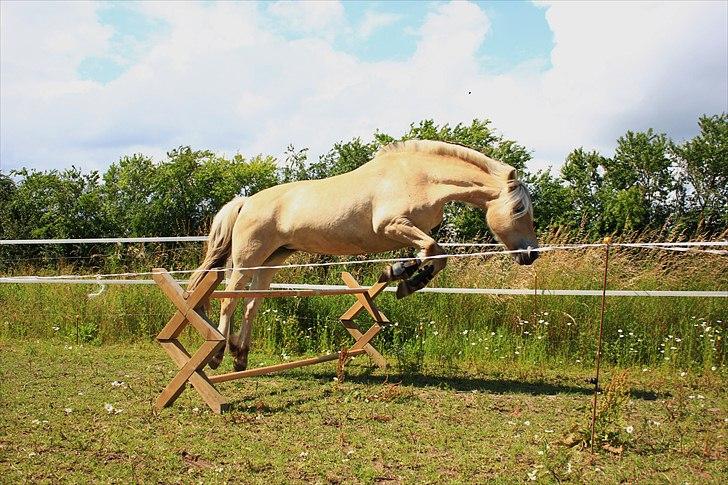 Fjordhest Refstrups Lucinda - Hop! -DET ER FORBUDT AT KOPIERE BILLEDERNE ! billede 13