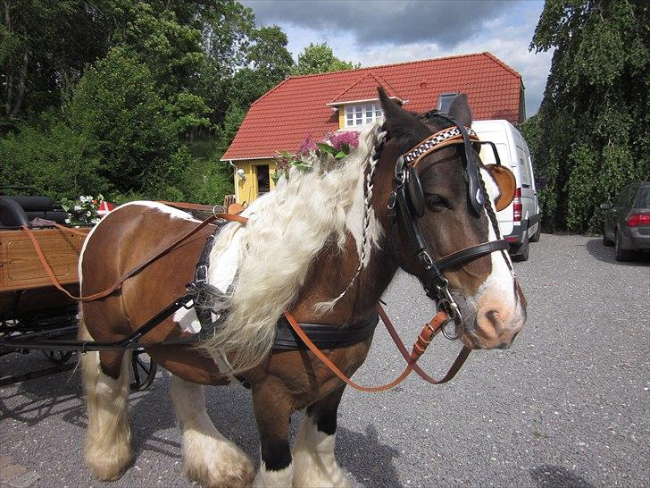 Irish Cob • Hero • billede 1