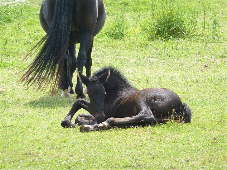 Oldenborg Bjerregravs Bogart *solgt* - 4 uger billede 5