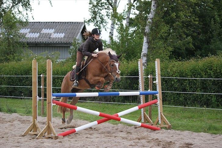 Haflinger Katarina *bronze vinder ved haflinger DM 2016* - Spring træning  billede 7