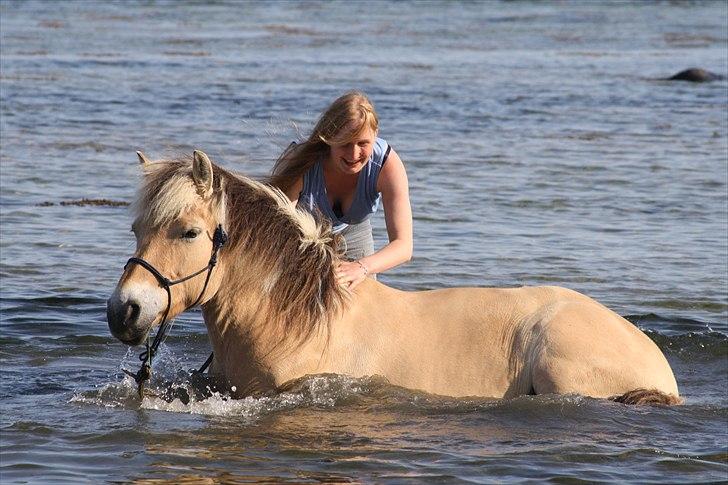 Fjordhest Sofie billede 1