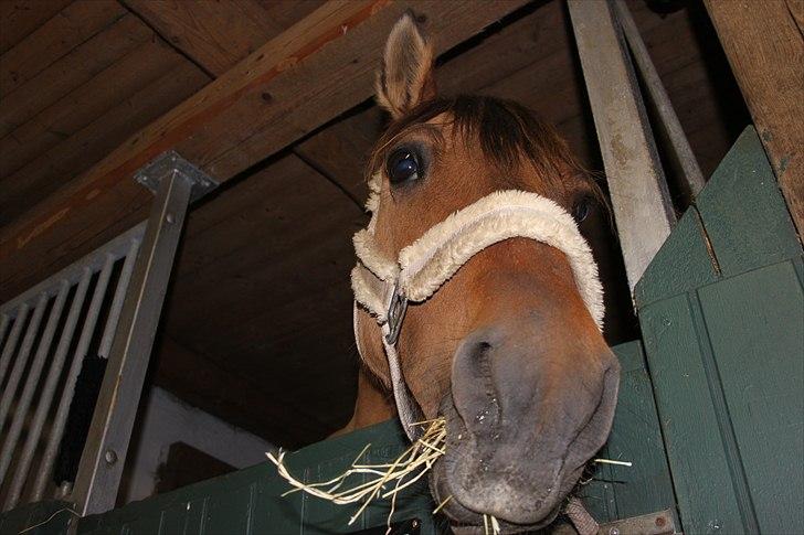 Anden særlig race  | Isabella * min skat :') SOLGT - Davs du :) ?  billede 19