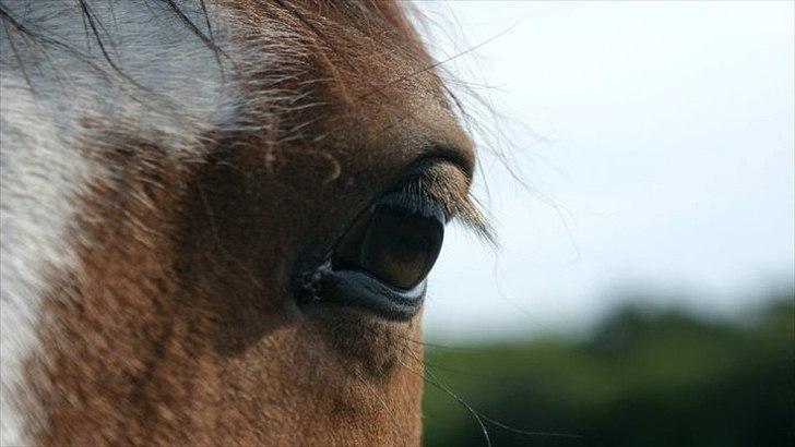 Anden særlig race Bess - Tak til Sofie for billedet :) billede 10