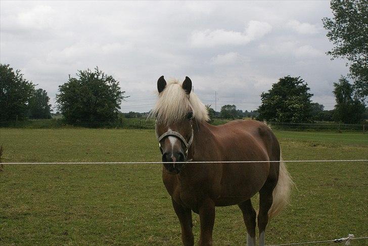 Haflinger Attica *solgt* ;-( billede 18