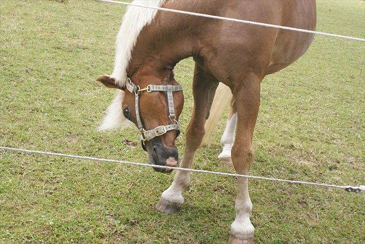 Haflinger Attica *solgt* ;-( billede 17