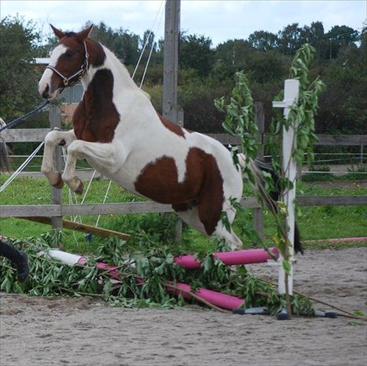 Anden særlig race Bess - Agillity stævne ;) billede 13