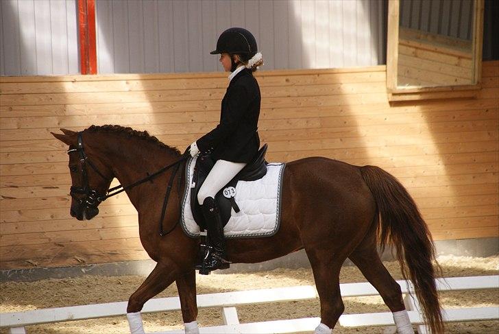 Tysk Sportspony princess billede 11