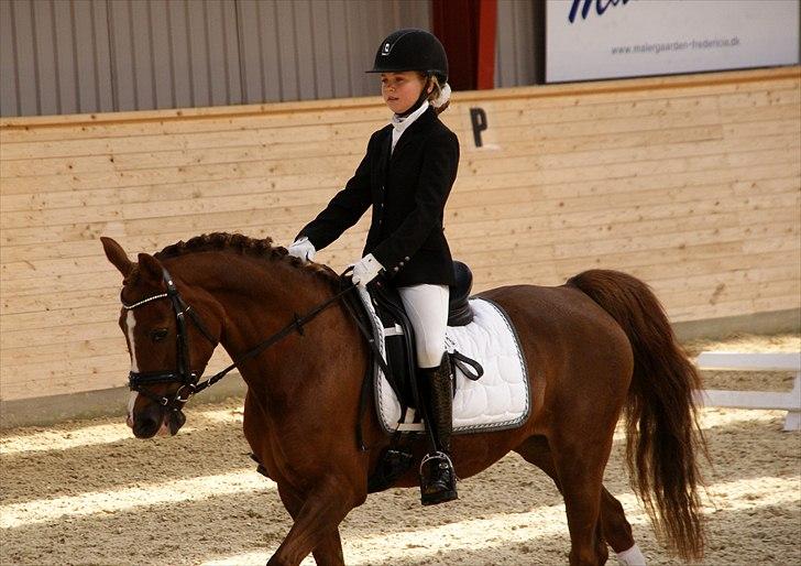 Tysk Sportspony princess billede 12