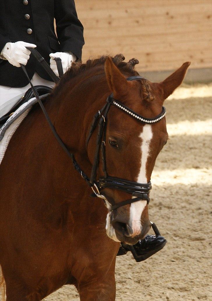 Tysk Sportspony princess billede 13