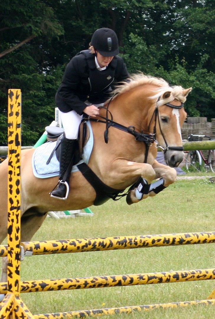 Haflinger Charlie  - LC 26 juni billede 15