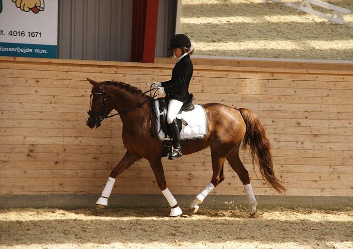 Tysk Sportspony princess billede 15