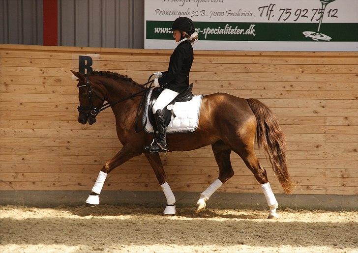 Tysk Sportspony princess billede 16