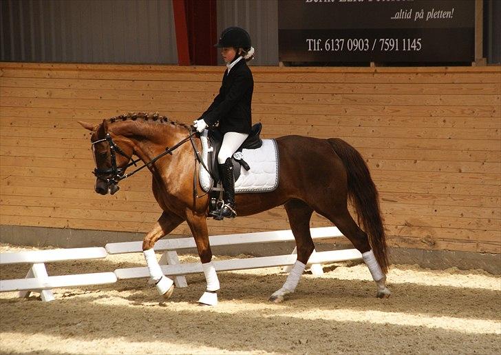 Tysk Sportspony princess billede 17