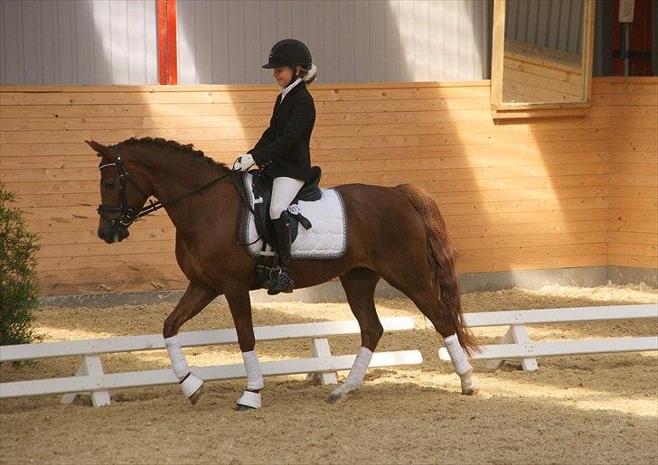 Tysk Sportspony princess billede 18