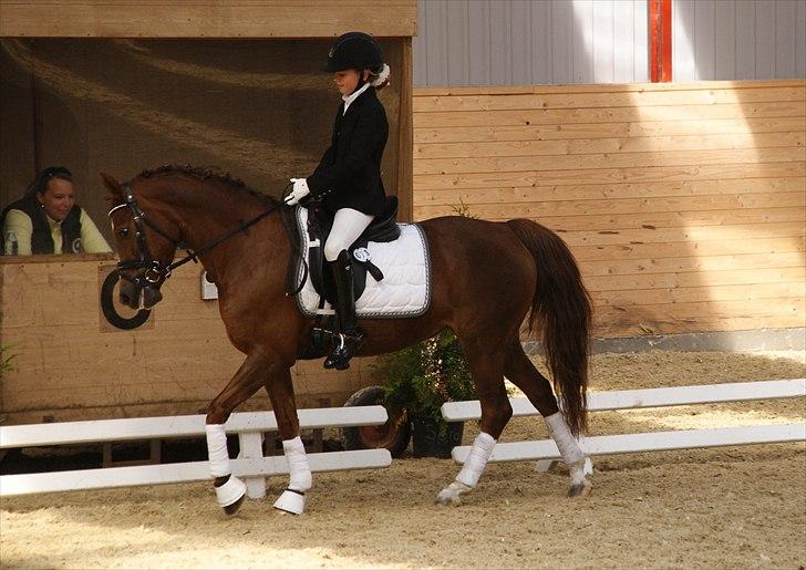 Tysk Sportspony princess billede 19