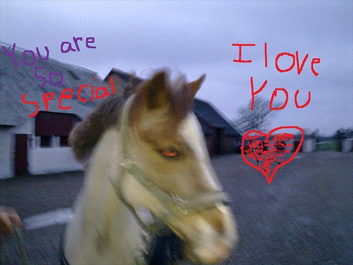 Welsh Pony (sec B) Amanda's Elvera - du er som igen andre billede 11
