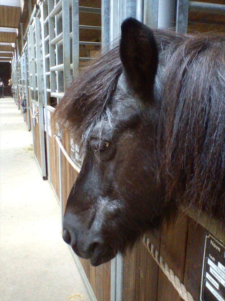 Islænder Mulle *MIN LILLE ISBAMSE* - I boksen<33 billede 8