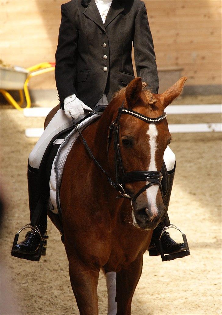 Tysk Sportspony princess billede 20