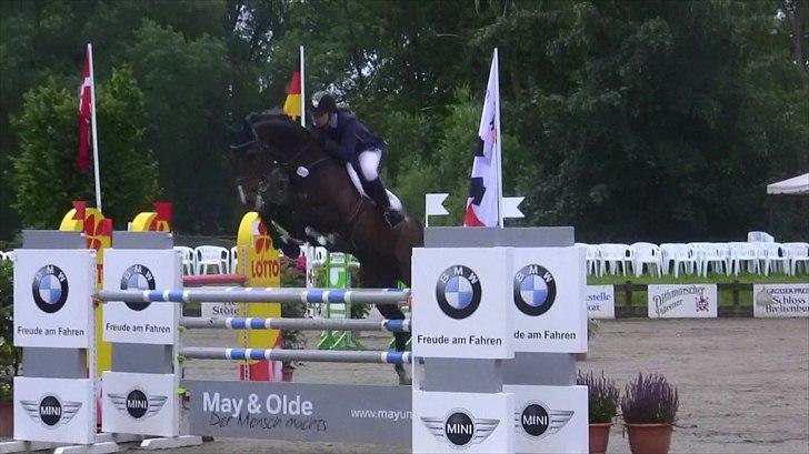 Dansk Varmblod - Caliber - 145cm hos stald Bengtson&Kristoffersen juni 2011 billede 7