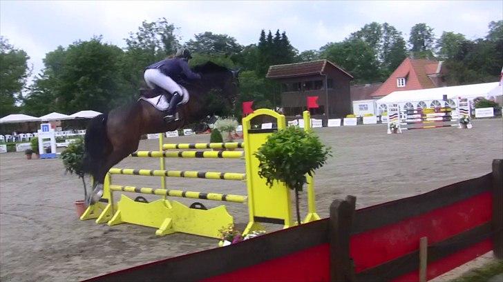 Dansk Varmblod - Caliber - 145cm hos stald Bengtson&Kristoffersen juni 2011 billede 8