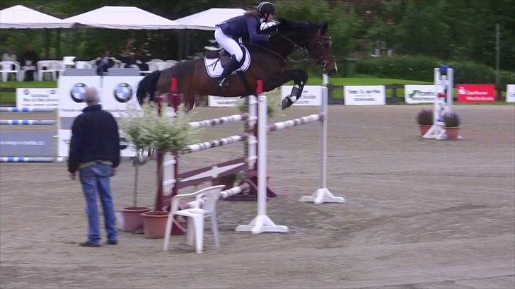 Dansk Varmblod - Caliber - 140cm hos stald Bengtson&Kristoffersen juni 2011 billede 9