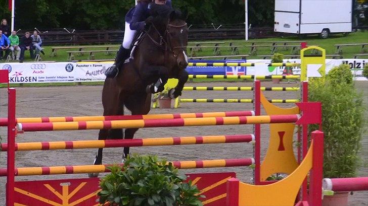 Dansk Varmblod - Caliber - 140cm hos stald Bengtson&Kristoffersen juni 2011 billede 10