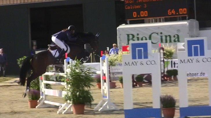 Dansk Varmblod - Caliber - 130cm hos stald Bengtson og Kristoffersen juni 2011 billede 12