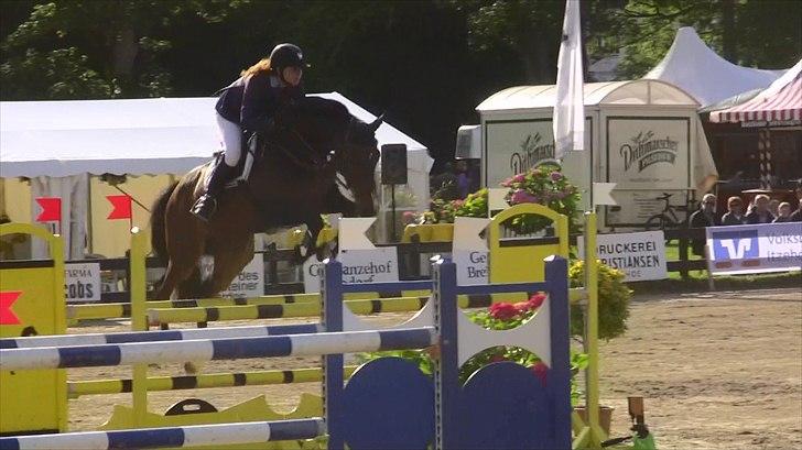 Dansk Varmblod - Caliber - 130cm hos stald Bengtson&Kristoffersen juni 2011 billede 13