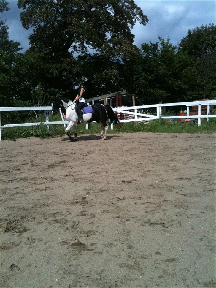 Pinto PintoStar (Red)* billede 11