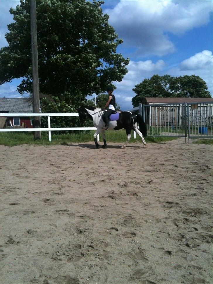 Pinto PintoStar (Red)* - Dressur på Star <3 billede 6