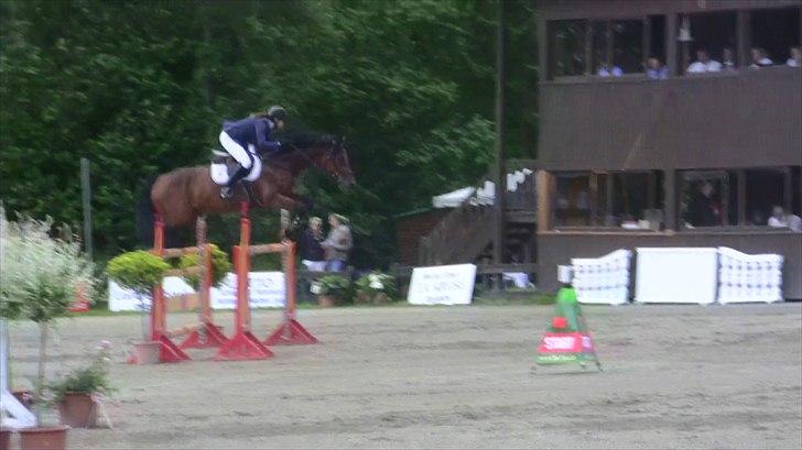 Svensk Varmblod - Lord Nelson (SWB) - 145cm hos stald Bengtson&Kristoffersen juni 2011 billede 9