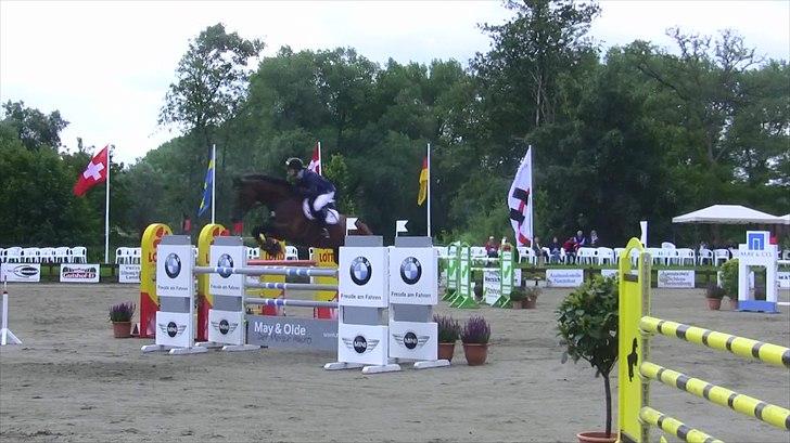 Svensk Varmblod - Lord Nelson (SWB) - 145cm hos stald Bengtson&Kristoffersen juni 2011 billede 10