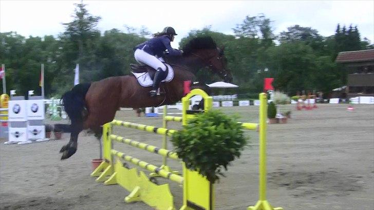 Svensk Varmblod - Lord Nelson (SWB) - 145cm hos stald Bengtson&Kristoffersen juni 2011 billede 11