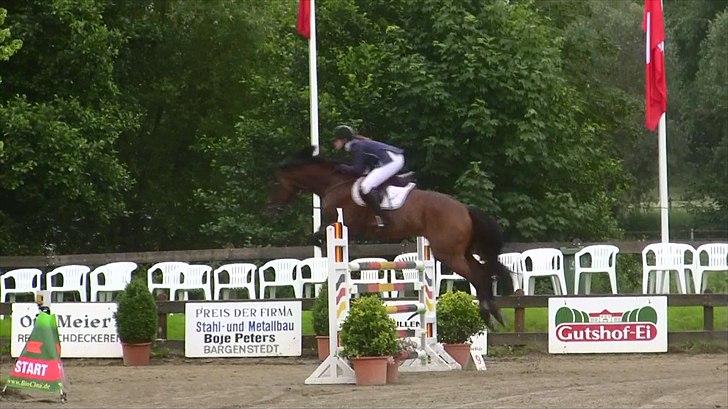 Svensk Varmblod - Lord Nelson (SWB) - 140cm hos stald Bengtson&Kristoffersen juni 2011 billede 12