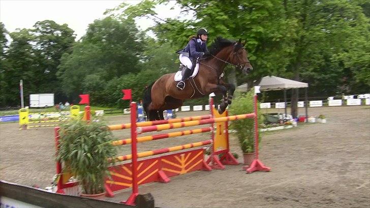 Svensk Varmblod - Lord Nelson (SWB) - 140cm hos stald Bengtson&Kristoffersen juni 2011 billede 13