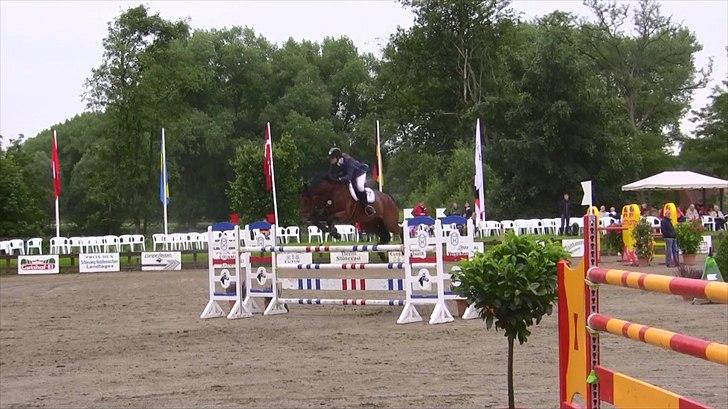 Svensk Varmblod - Lord Nelson (SWB) - 140cm hos stald Bengtson&Kristoffersen juni 2011  billede 14