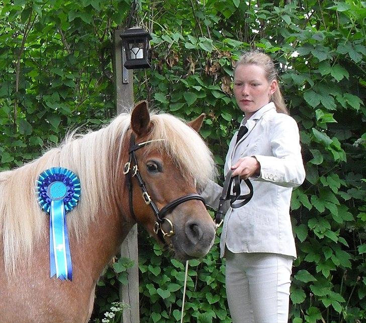 Shetlænder HRE Janelle RES Senior CHAMP. - Janelle med sin sløjfe fra M&M for fun :) billede 1