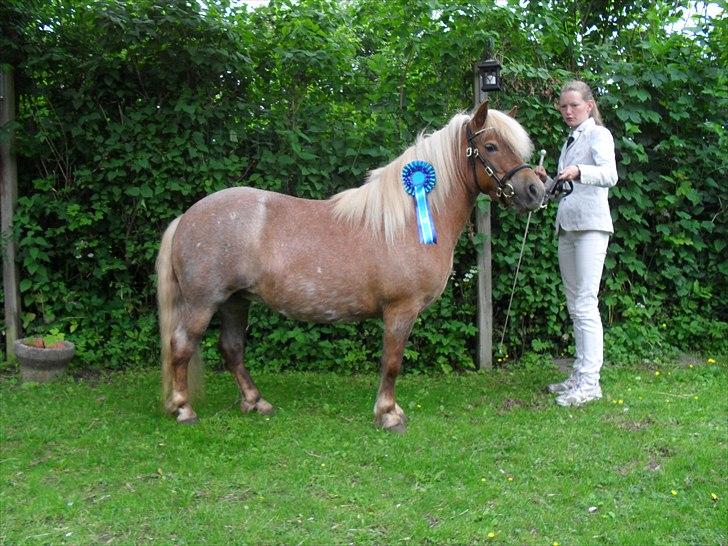 Shetlænder HRE Janelle RES Senior CHAMP. - Janelle med sin sløjfe fra M&M for fun :) billede 5
