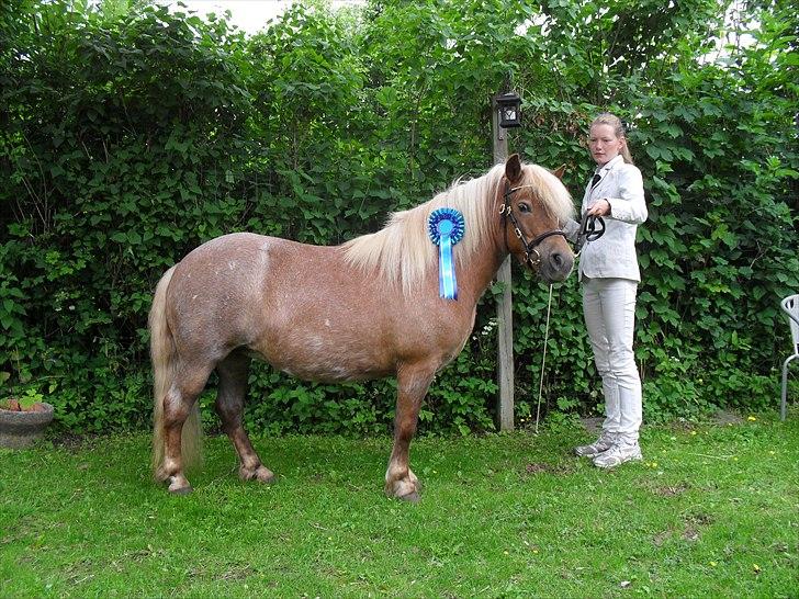 Shetlænder HRE Janelle RES Senior CHAMP. - Janelle med sin sløjfe fra M&M for fun :) billede 2