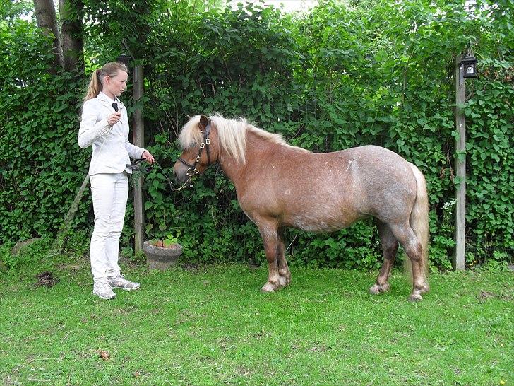 Shetlænder HRE Janelle RES Senior CHAMP. - Janelle med sin sløjfe fra M&M for fun :) billede 6