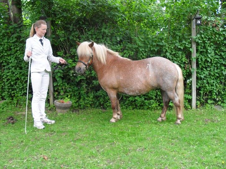Shetlænder HRE Janelle RES Senior CHAMP. - Janelle med sin sløjfe fra M&M for fun :) billede 4