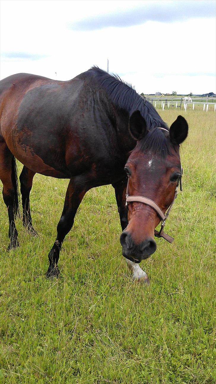 Trakehner SKOVBYGÅRDS GOLDSTERN billede 9